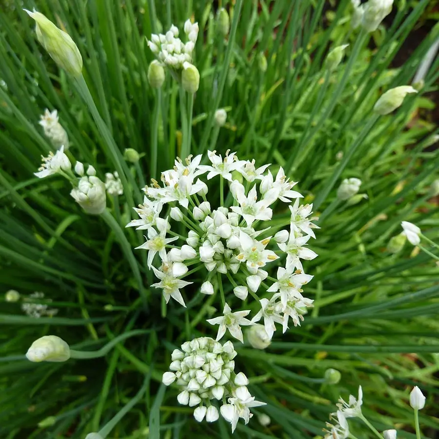 Ciboule de chine