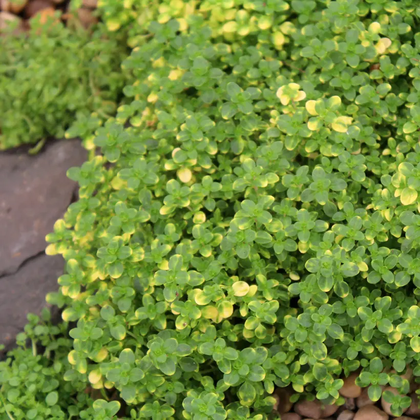 Thym citron rampant « Doone valley »