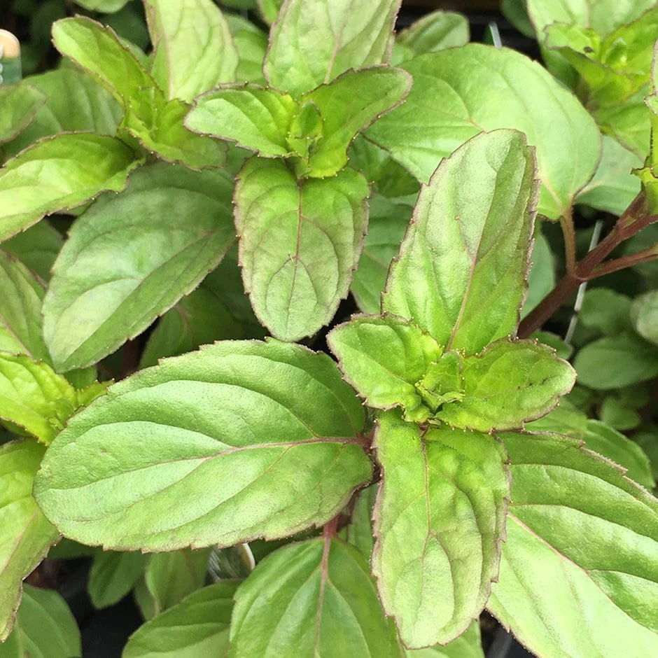Menthe basilic