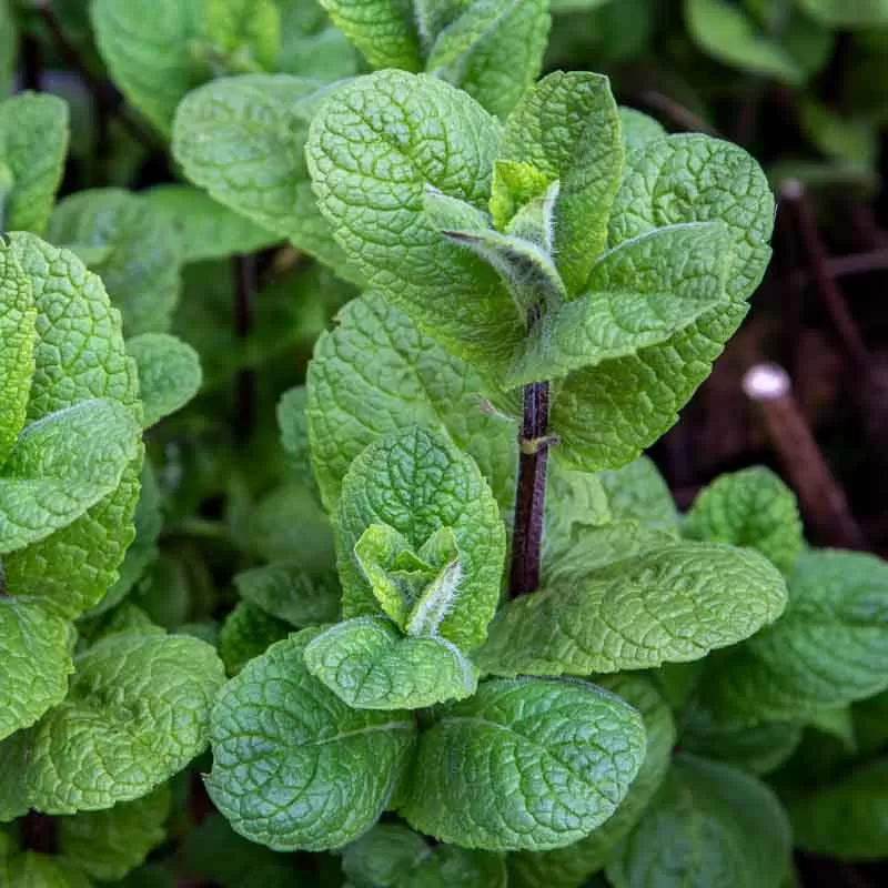 Menthe mojito