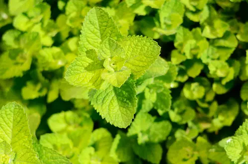 Menthe pomme