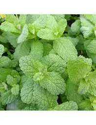 Menthe caramel