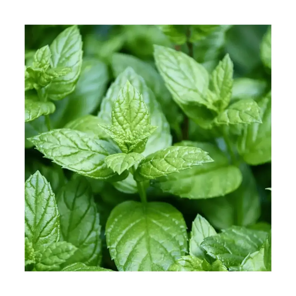Menthe agrume