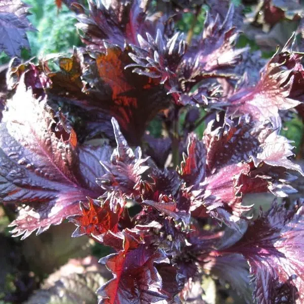 Perilla Shiso pourpre