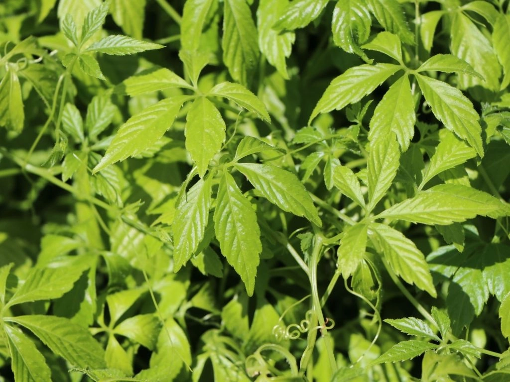 Thé de l’immortalité 