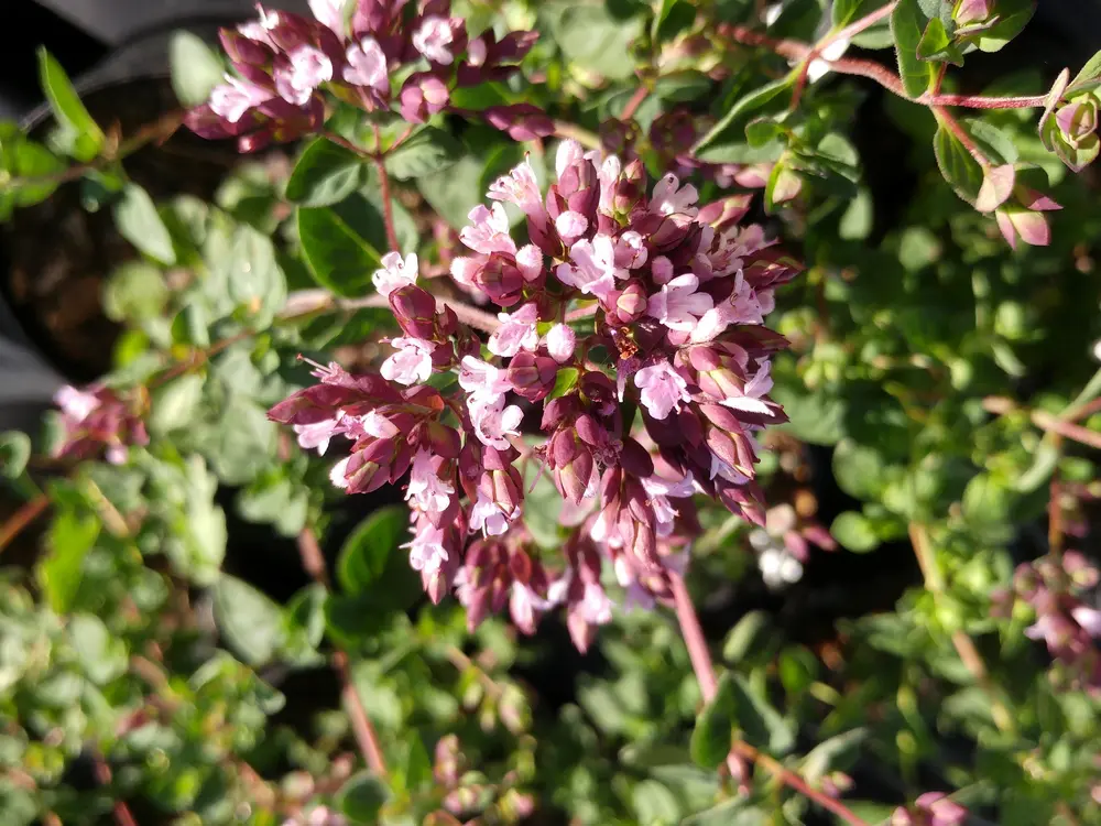 Origan épicé « hot and spicie »