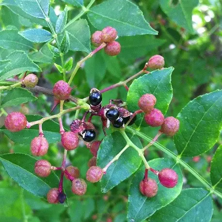 Poivre du Sichuan