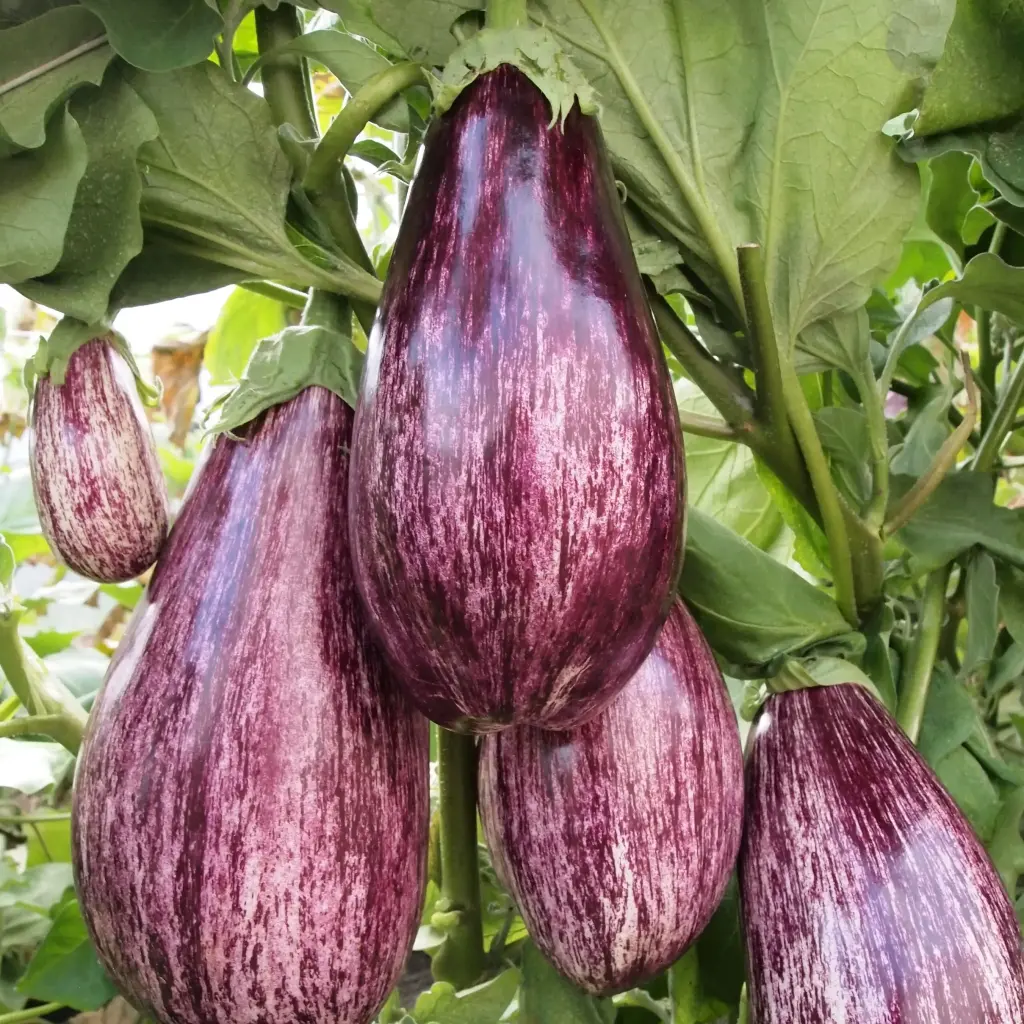 Aubergine listada de gandia