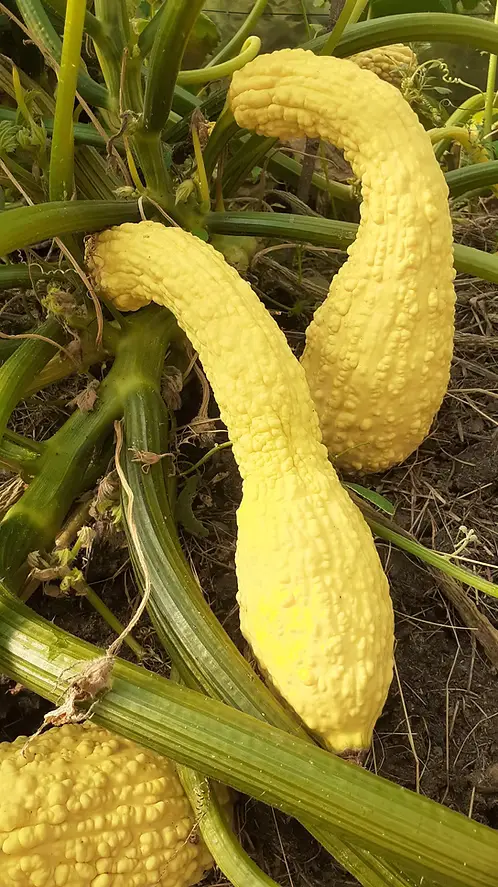 Courgette pop corn "rugosa Friulana"