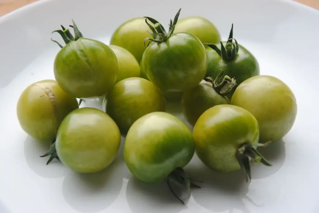 Green doctor’s frosted