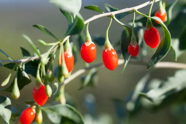 Baie de goji "lasa"