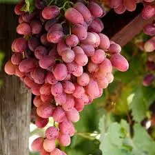 vigne "crimson seedless"
