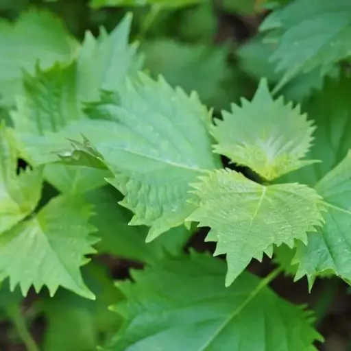 Perilla Shiso vert