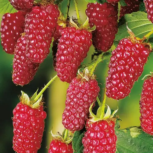 Mûre framboise « Buckingham »