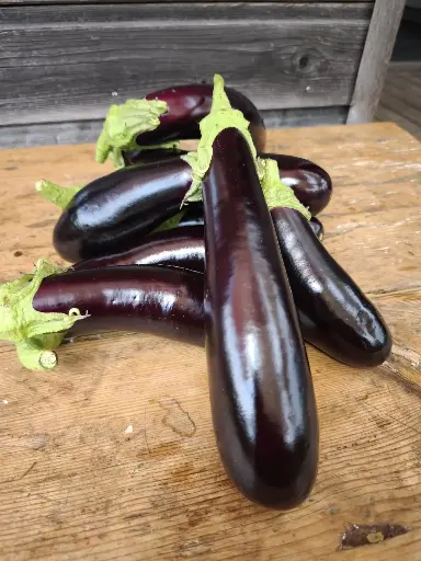 Aubergine violette de Barbentane