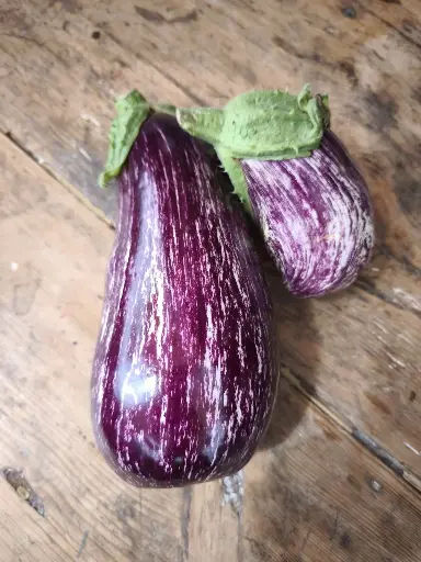 Aubergine listada de gandia