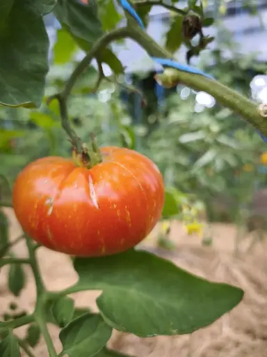 Marmande de Montpellier
