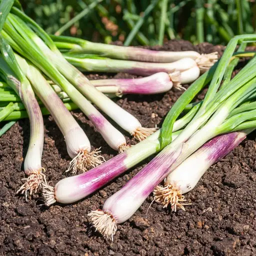 Ciboule japonaise "Ishikura"