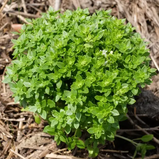 Basilic fin vert nain